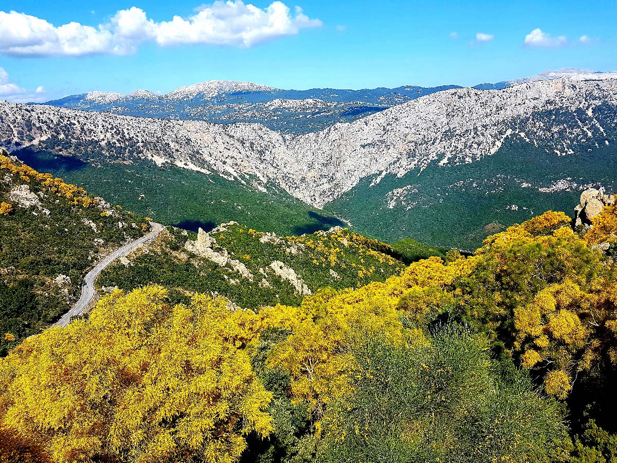 The limestone walls of the Gorropu gorge seen from the Urzulei plateau, with flowering broom in the foreground