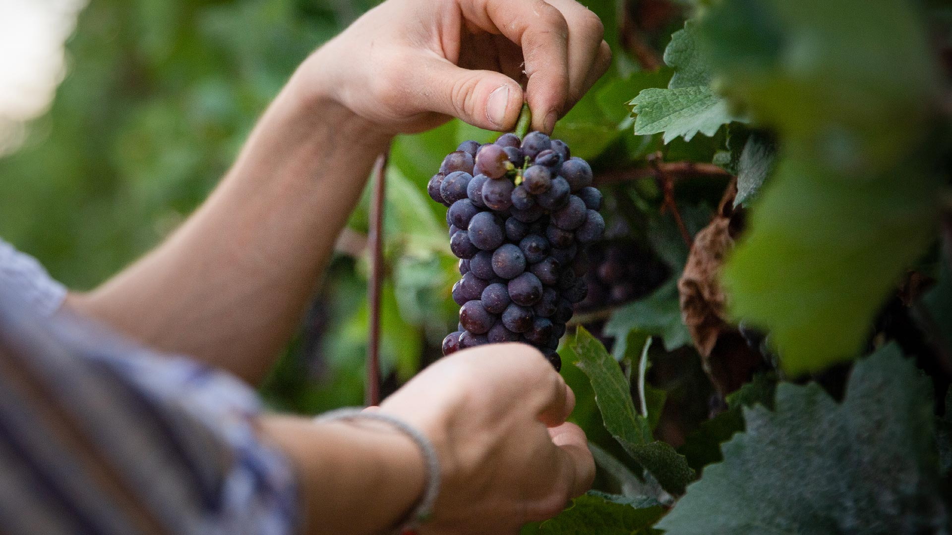 Hands picking a bunch of Cannonau grapes during the harvest in Ogliastra